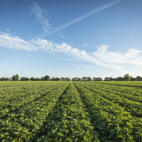 perceeel met aardbeiplanten van Henselmans Strawberries