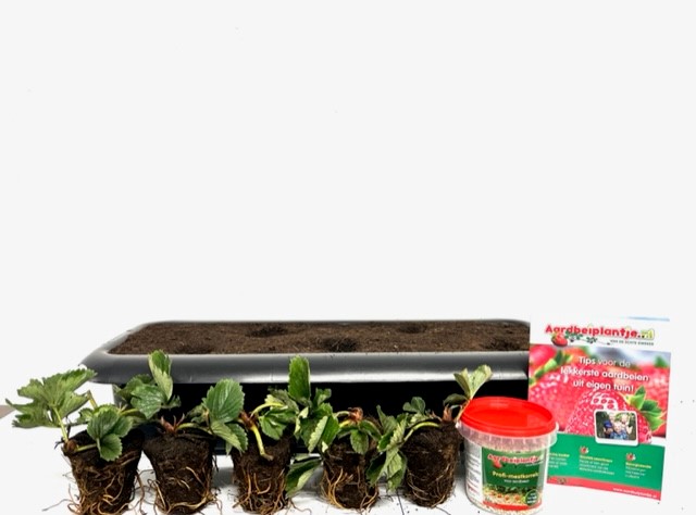 galop sensor Manifestatie Alles-in-1 pakket kortdragers - balkonbak met 5 grote aardbeiplanten +  meststoffen - Aardbeiplantje.nl